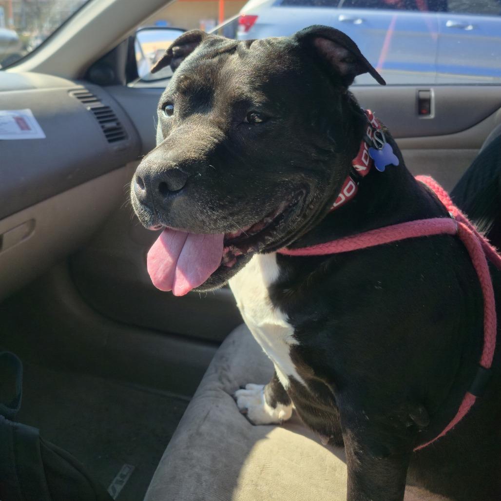 Enlarge Athena, a Adoptable Pit Bull Terrier in York, PA image 5/6