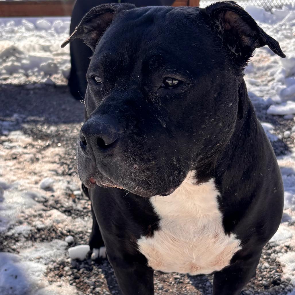 Enlarge Athena, a Adoptable Pit Bull Terrier in York, PA image 6/6