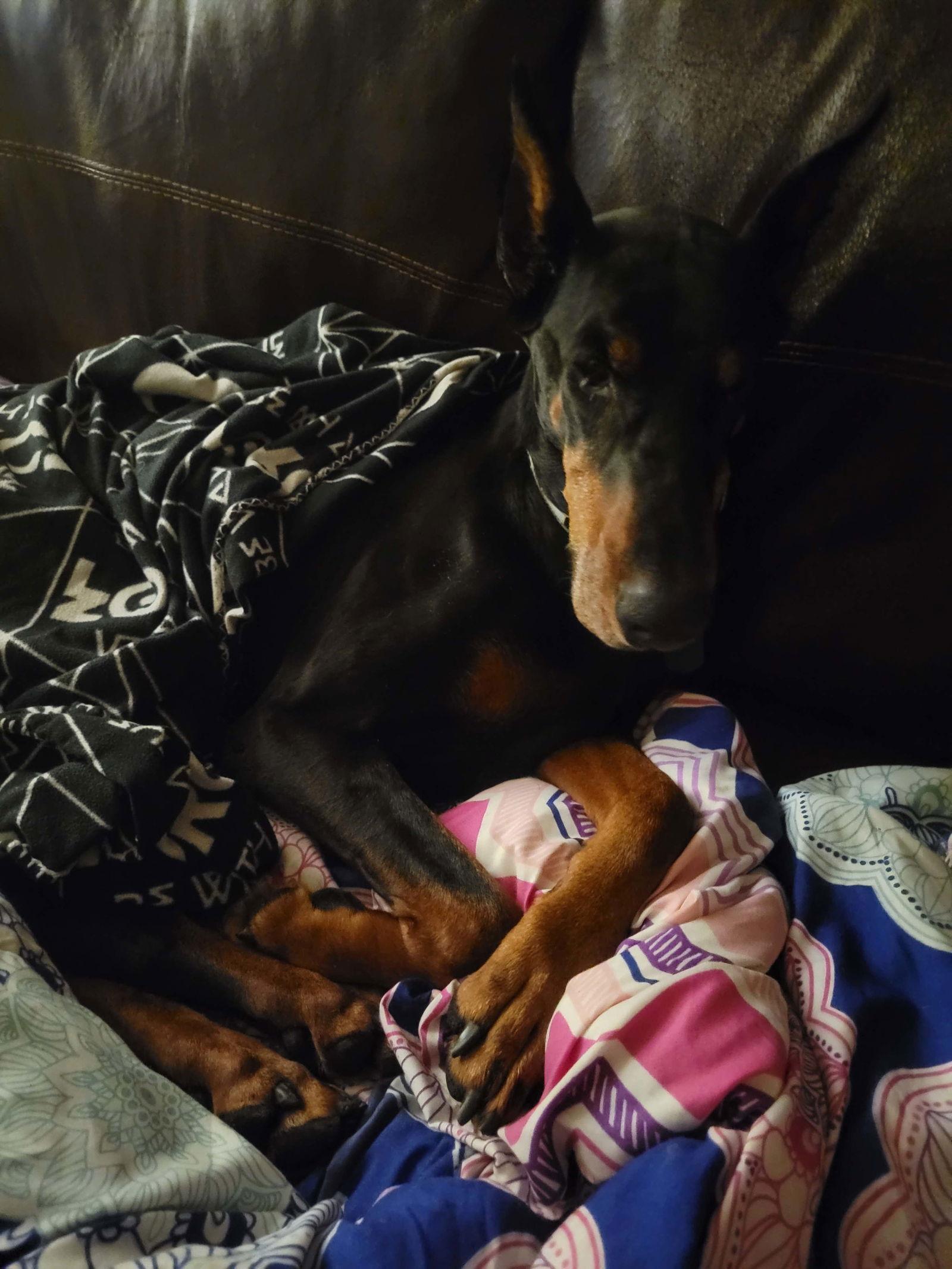 Enlarge Luna, a Adoptable Doberman Pinscher in Minneapolis, MN image 1/3