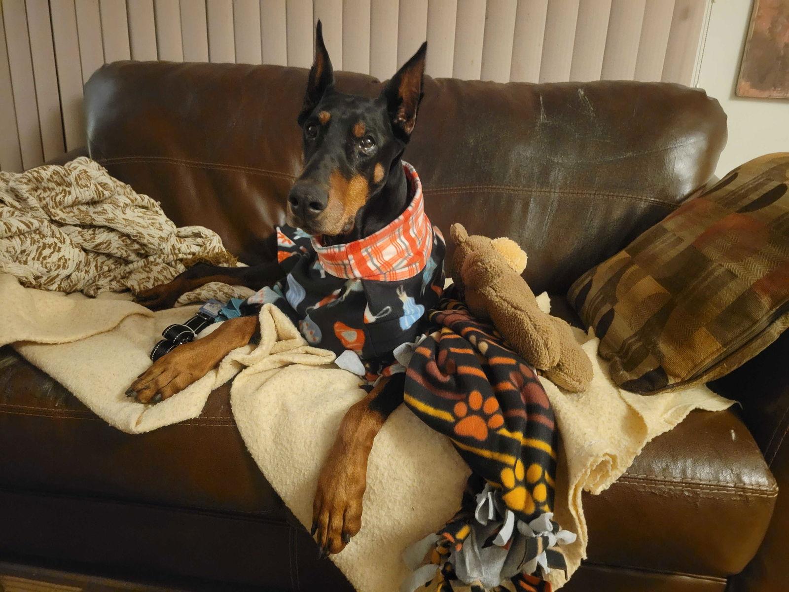 Luna, Adoptable, Senior Female Doberman Pinscher.