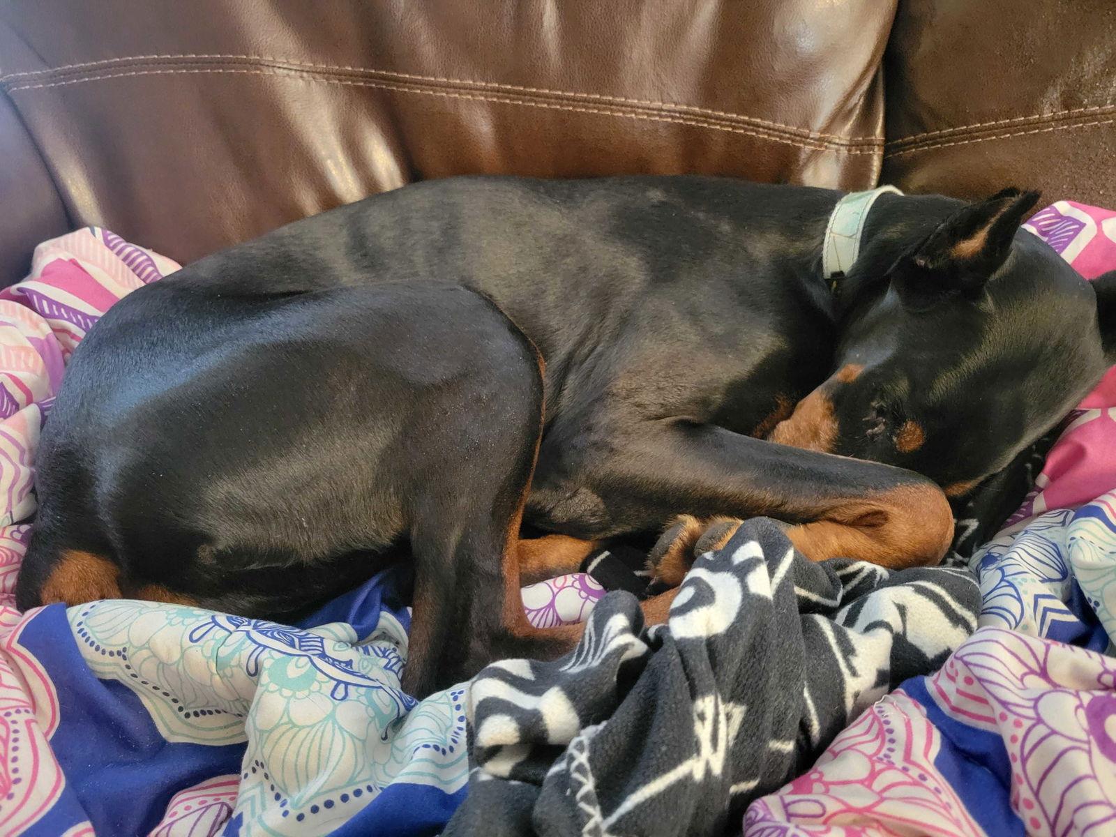 Enlarge Luna, a Adoptable Doberman Pinscher in Minneapolis, MN image 2/3