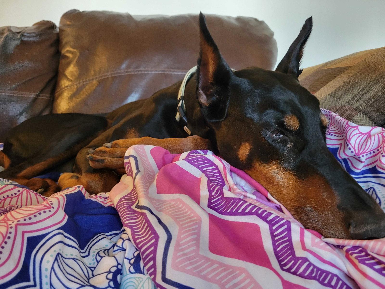 Luna, a Adoptable Doberman Pinscher in Minneapolis, MN image 2/3