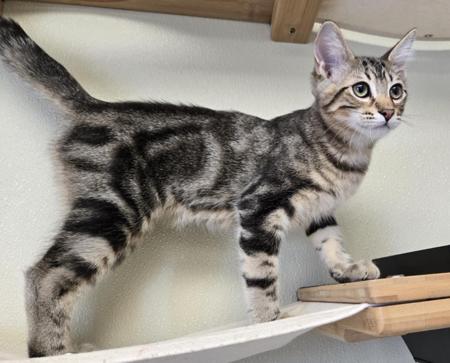 Jeffrey, an adoptable Domestic Short Hair in Larned, KS, 67550 | Photo Image 2