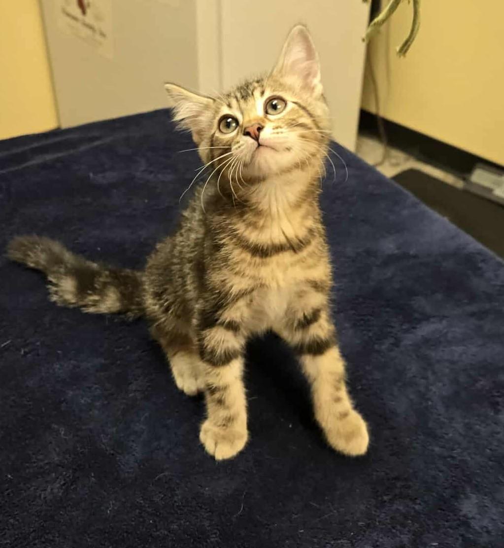 Jeffrey, an adoptable Domestic Short Hair in Larned, KS, 67550 | Photo Image 3