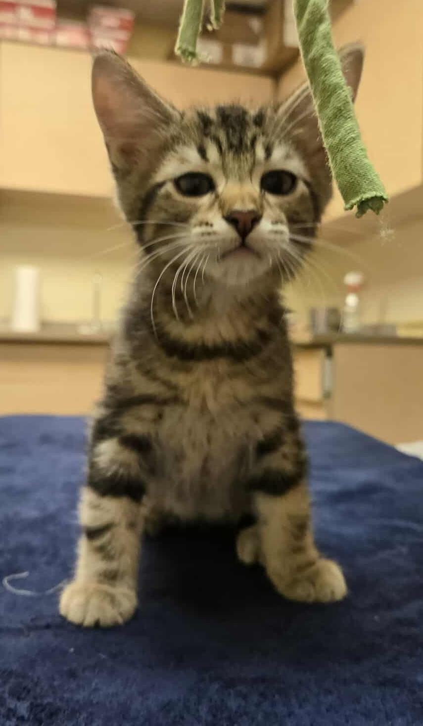 Jeffrey, an adoptable Domestic Short Hair in Larned, KS, 67550 | Photo Image 1