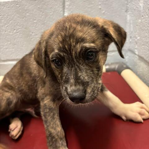 Ben 26-05-082, Adoptable, Puppy Male Mixed Breed.
