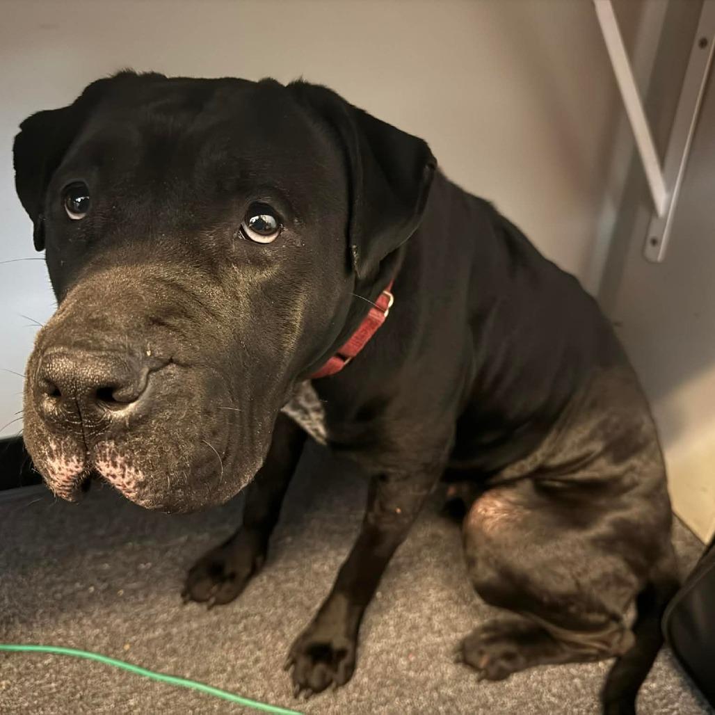 Enlarge Mabel, a Adoptable mixed breed in manchester, PA image 1/6