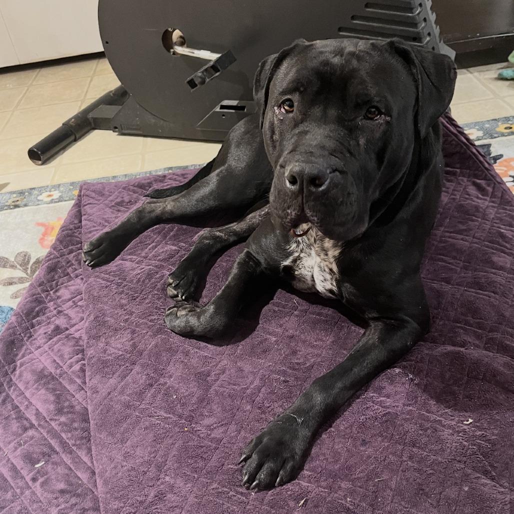 Enlarge Mabel, a Adoptable mixed breed in manchester, PA image 2/6