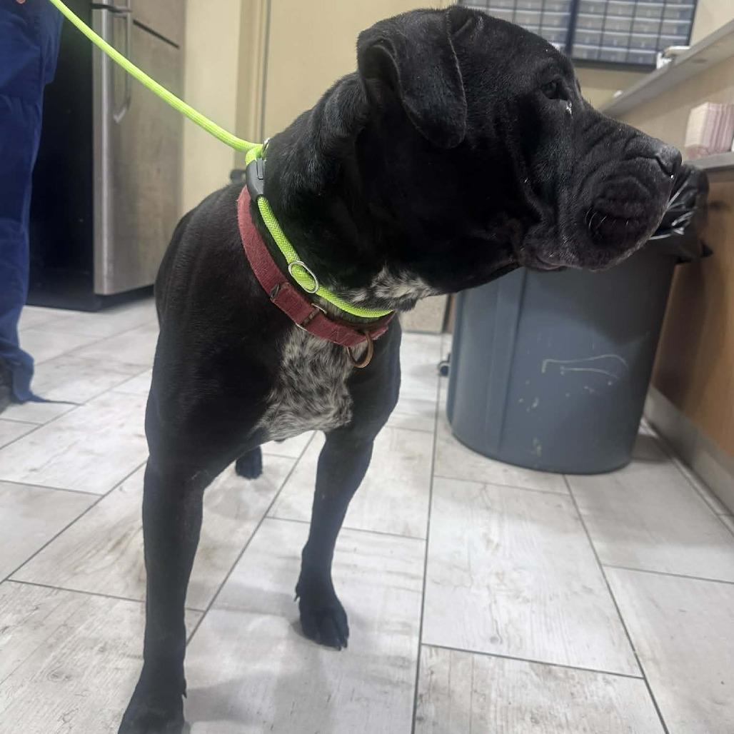 Enlarge Mabel, a Adoptable mixed breed in manchester, PA image 3/6