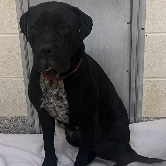 Enlarge Mabel, a Adoptable mixed breed in manchester, PA image 4/6