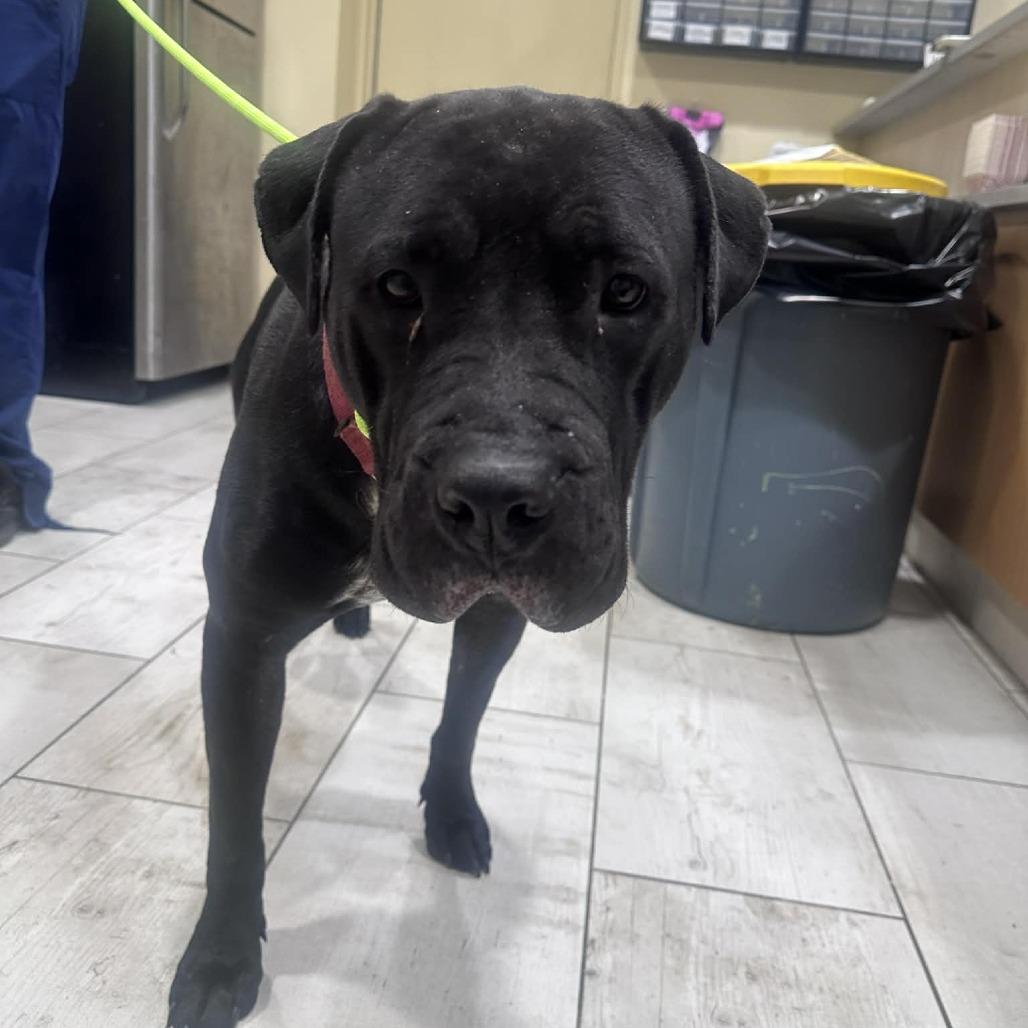 Enlarge Mabel, a Adoptable mixed breed in manchester, PA image 5/6