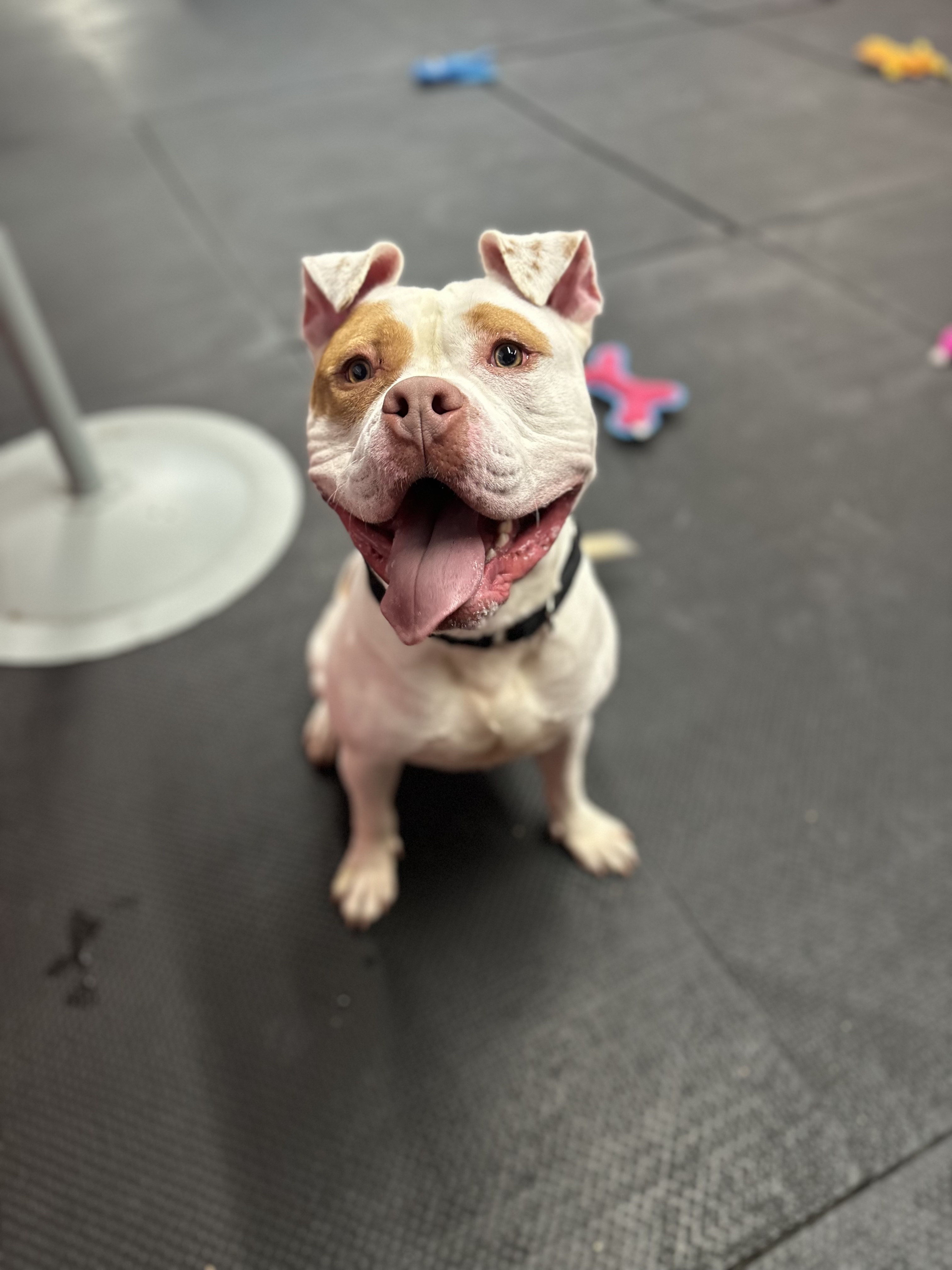 Tito, a Adoptable American Staffordshire Terrier in Vernon Hills, IL image 2/6