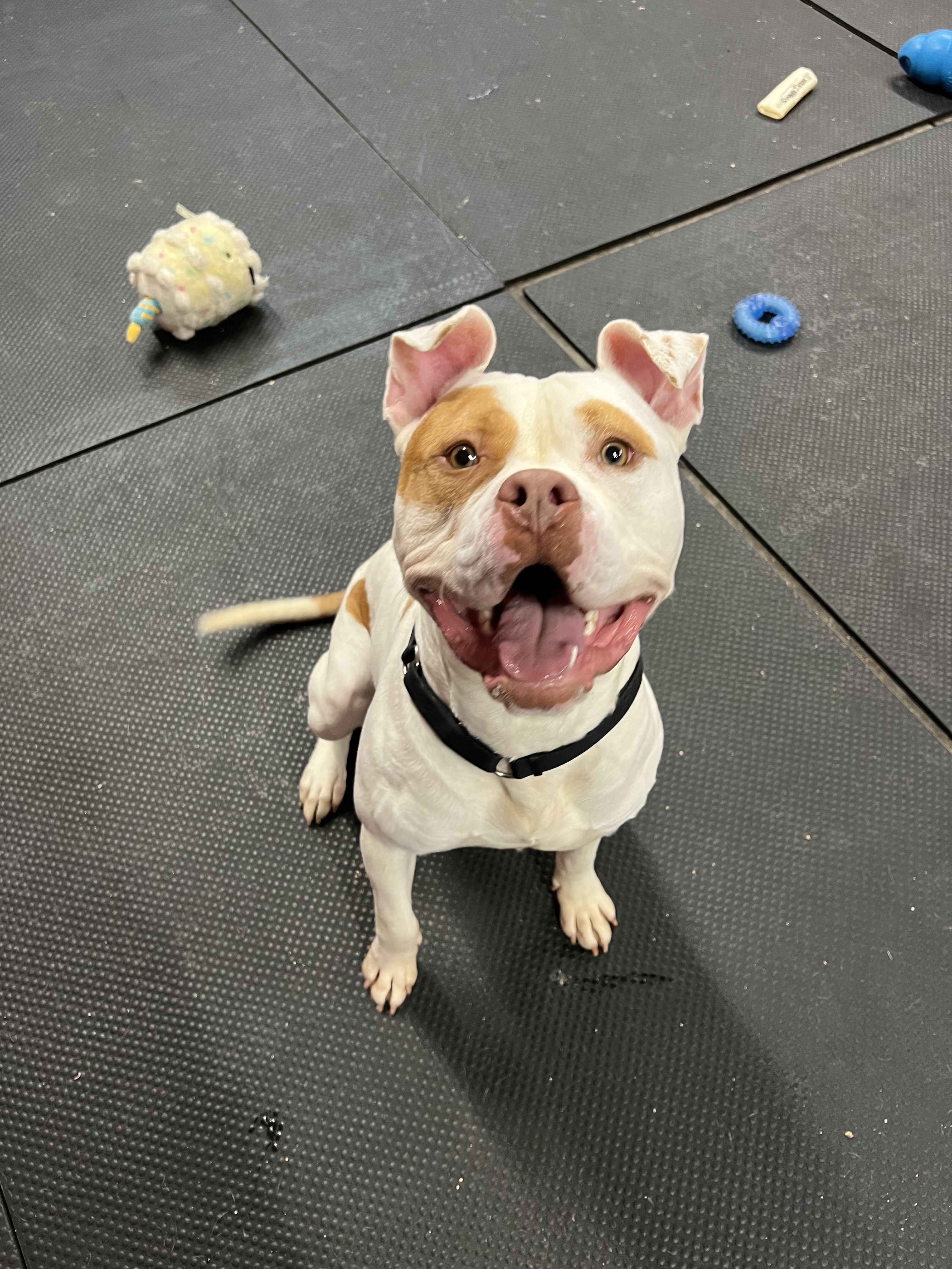 Tito, Adoptable, Young Male American Staffordshire Terrier.