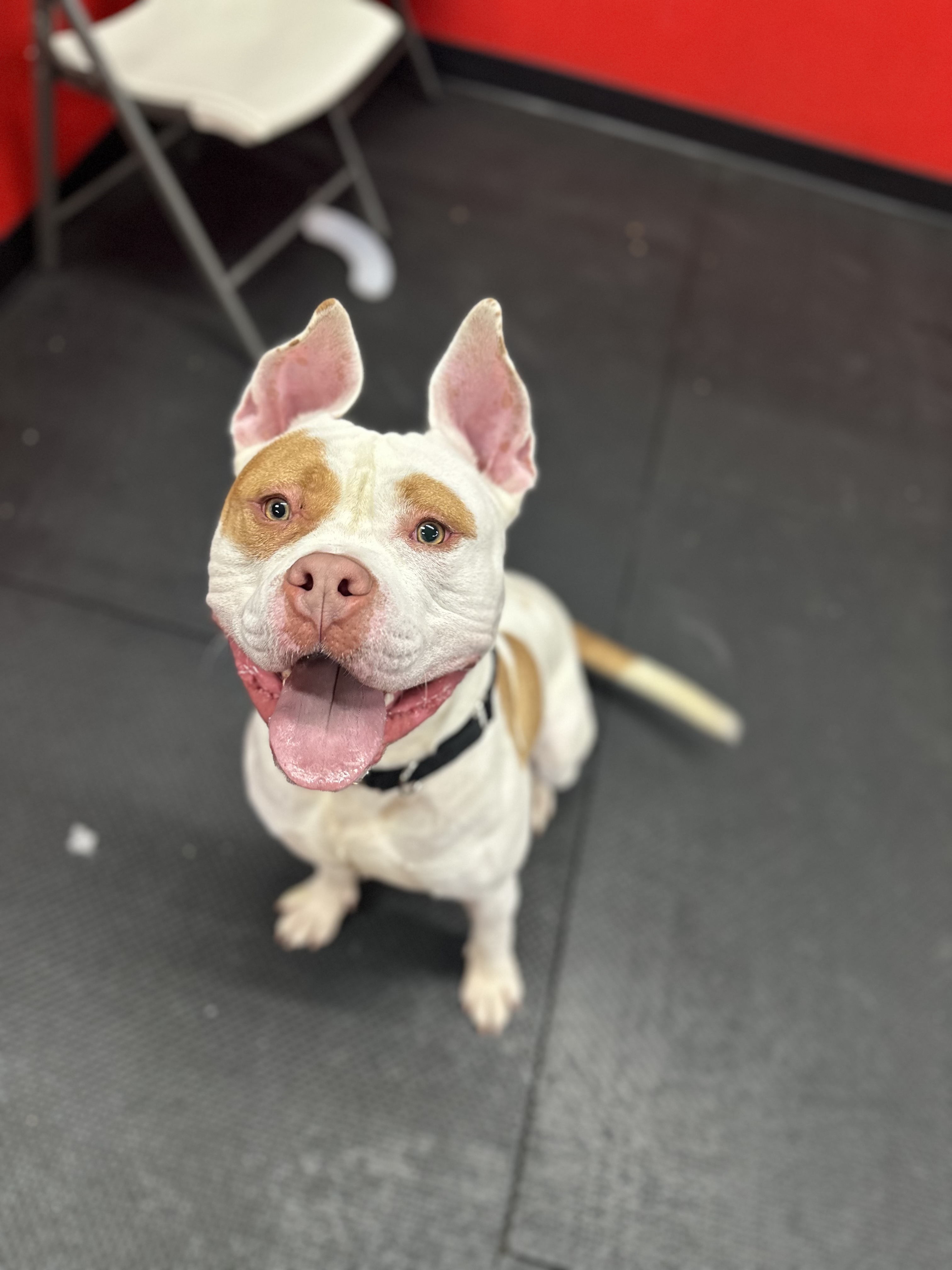 Tito, a Adoptable American Staffordshire Terrier in Vernon Hills, IL image 3/6