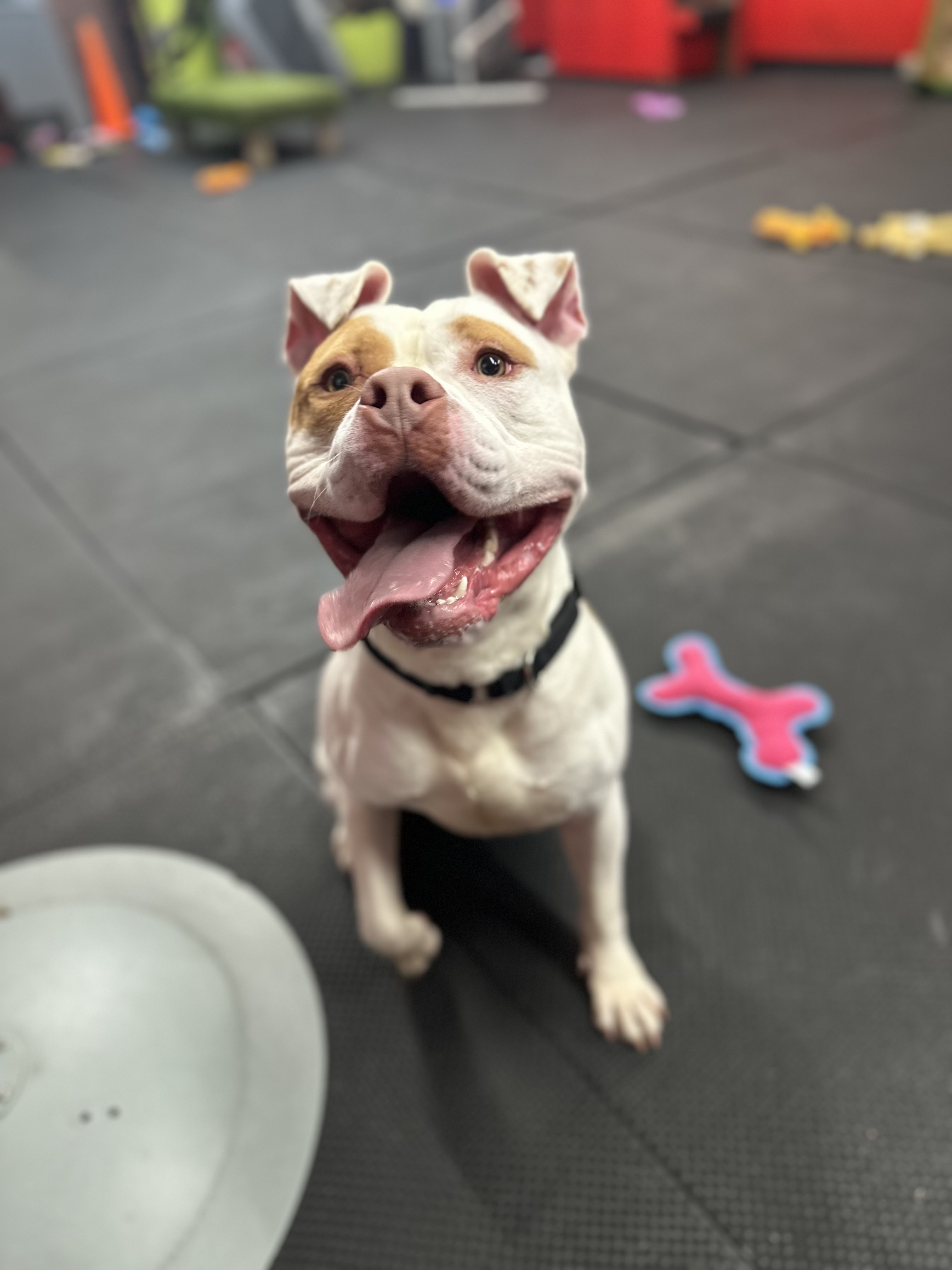 Tito, a Adoptable American Staffordshire Terrier in Vernon Hills, IL image 4/6