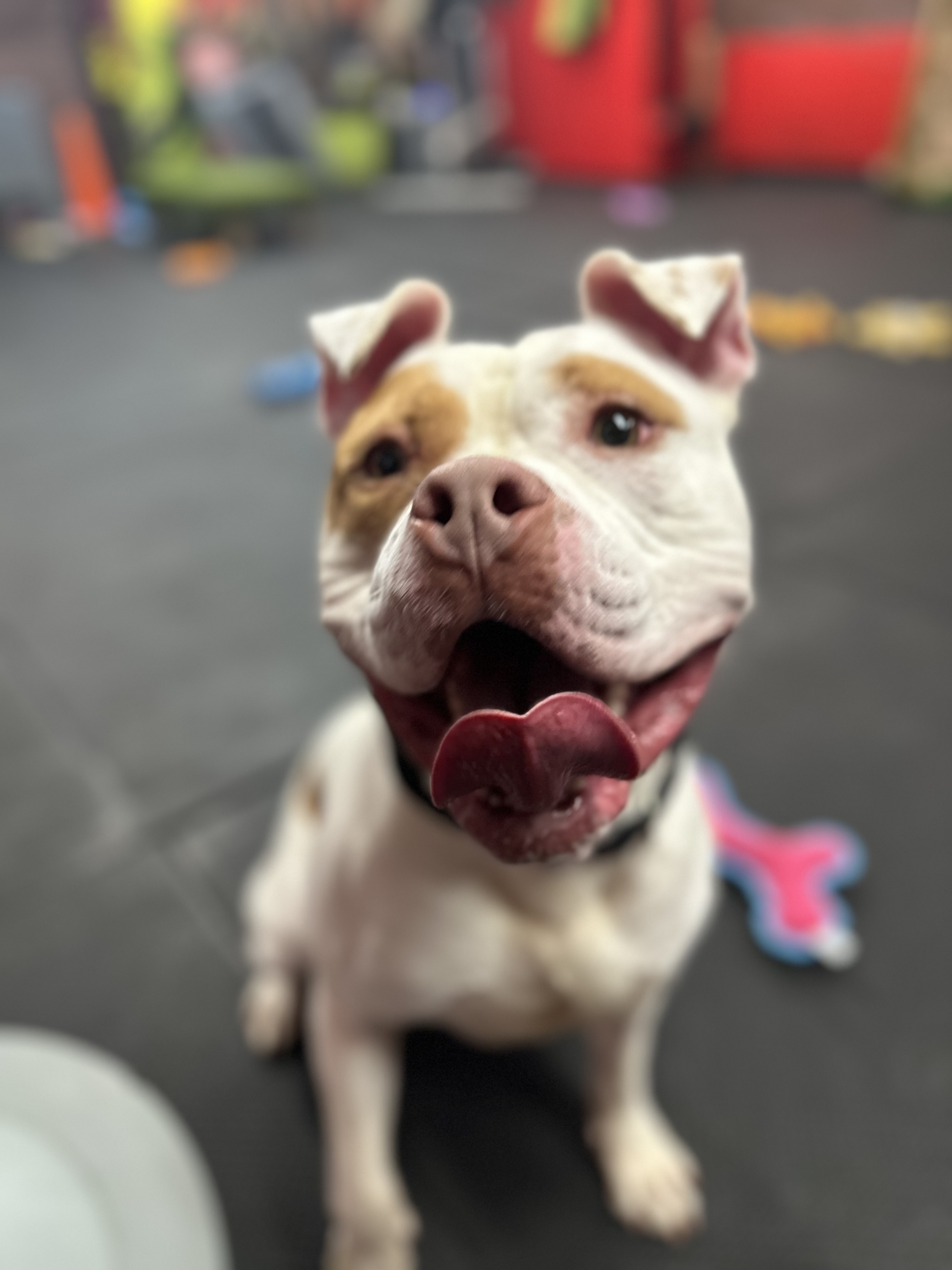 Tito, a Adoptable American Staffordshire Terrier in Vernon Hills, IL image 5/6