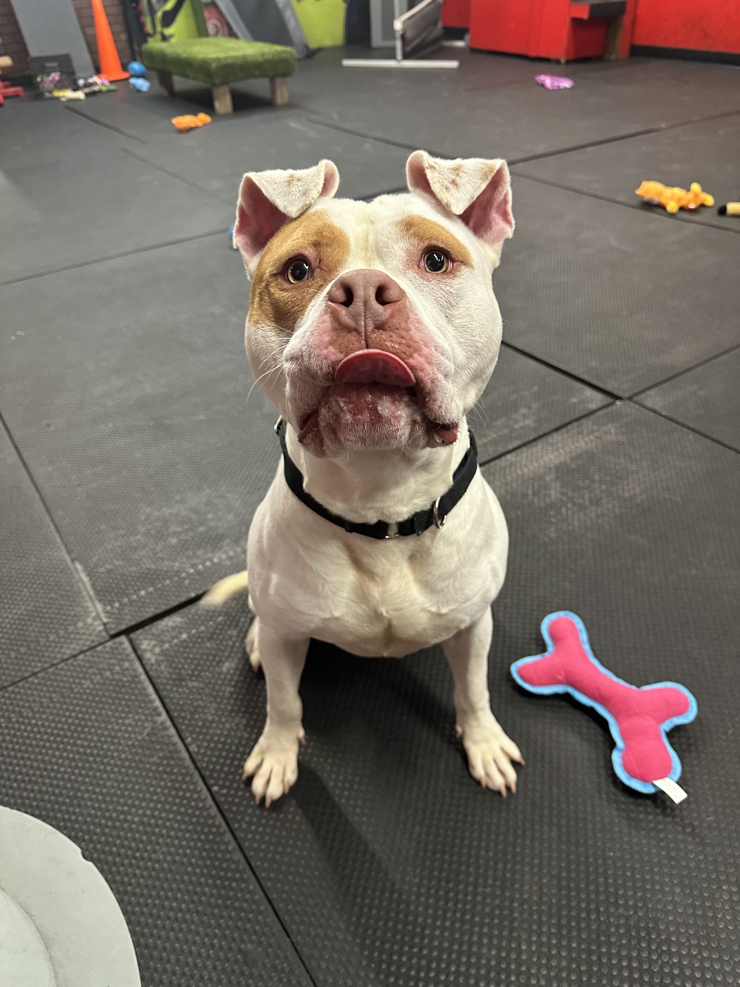 Tito, a Adoptable American Staffordshire Terrier in Vernon Hills, IL image 6/6