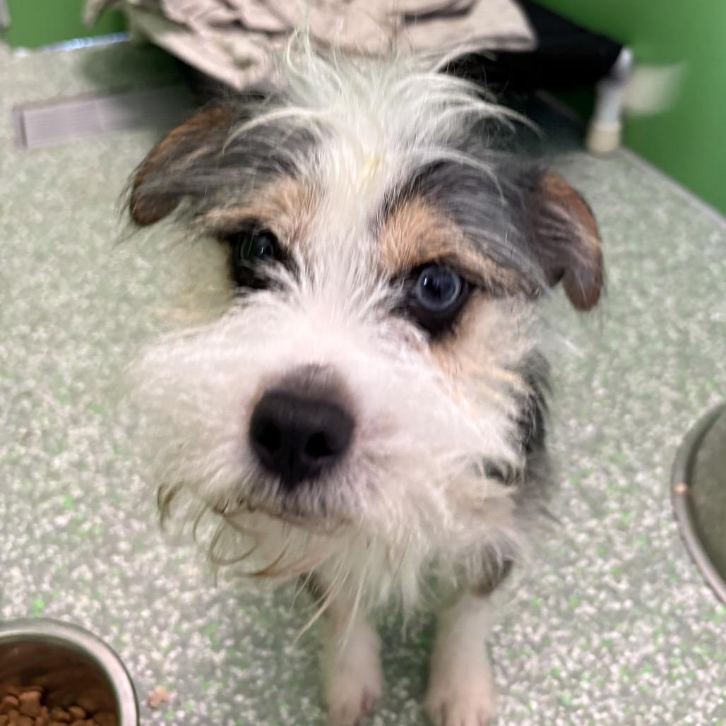 Grant, Adoptable, Young Male Schnauzer.