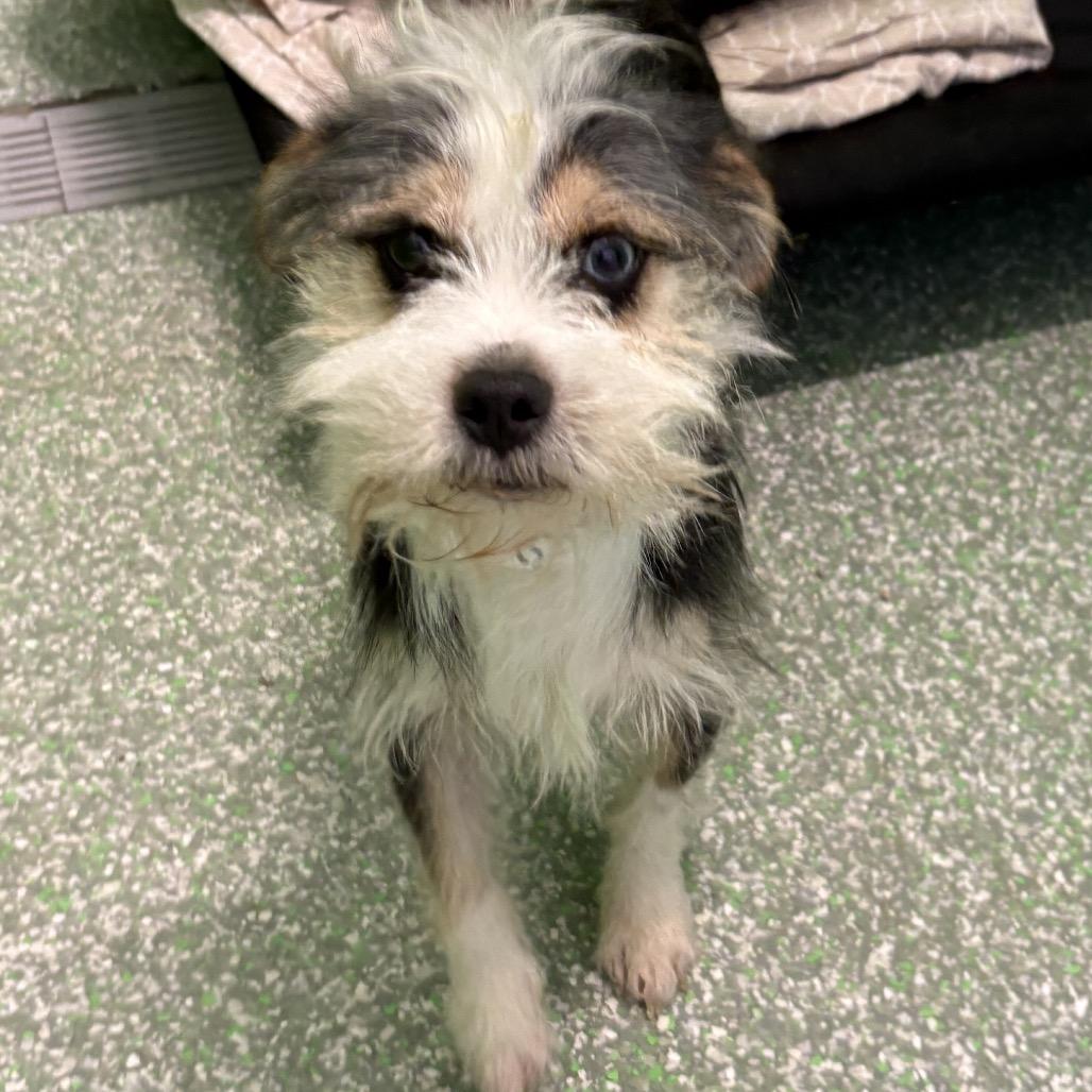 Enlarge Grant, a Adoptable mixed breed in Calverton, NY image 2/3