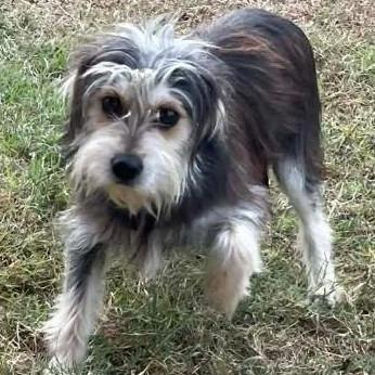 Enlarge Grant, a Adoptable mixed breed in Calverton, NY image 3/3