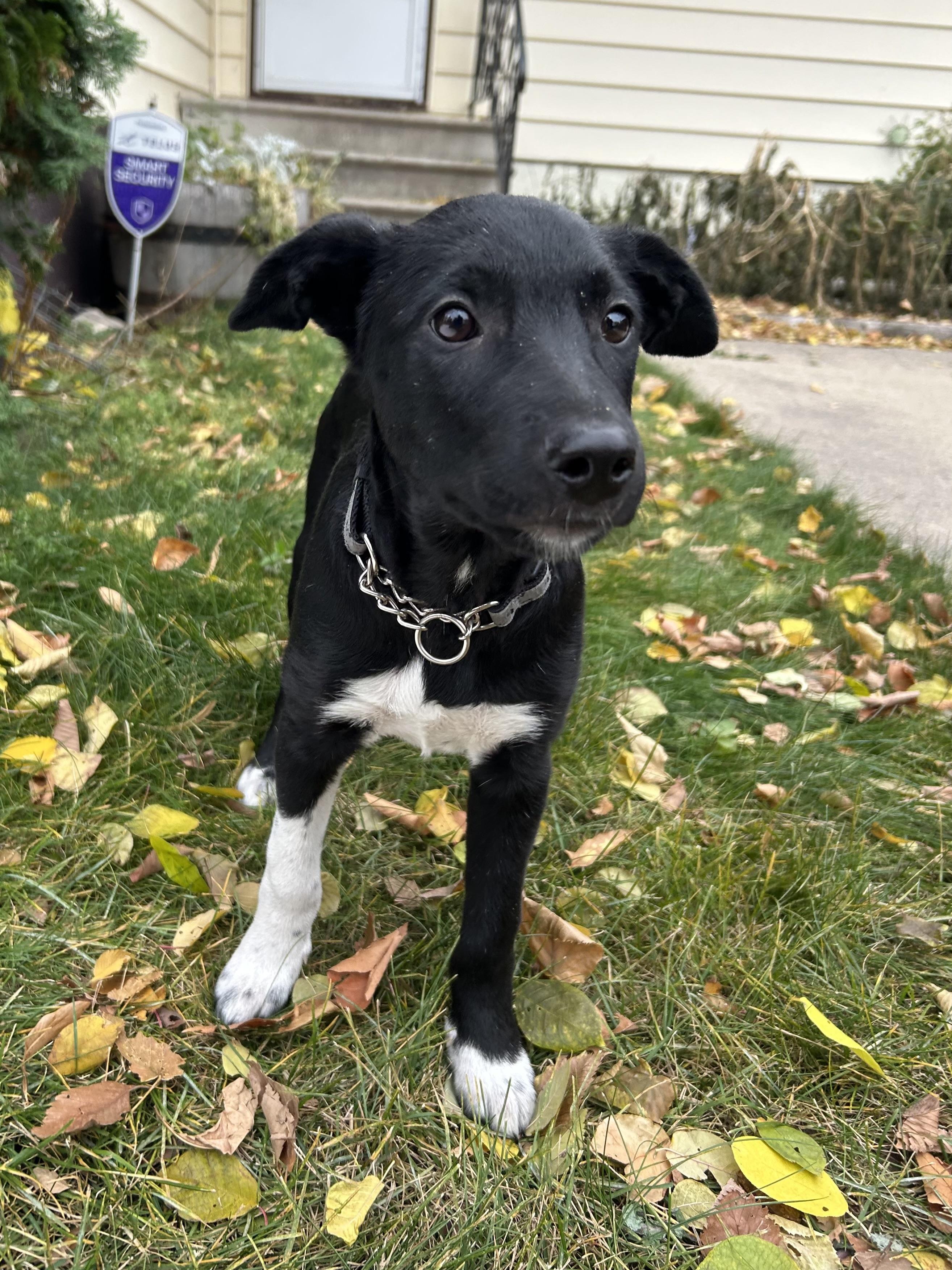 Teddy, a Adoptable Mixed Breed in Saskatoon, SK image 1/6