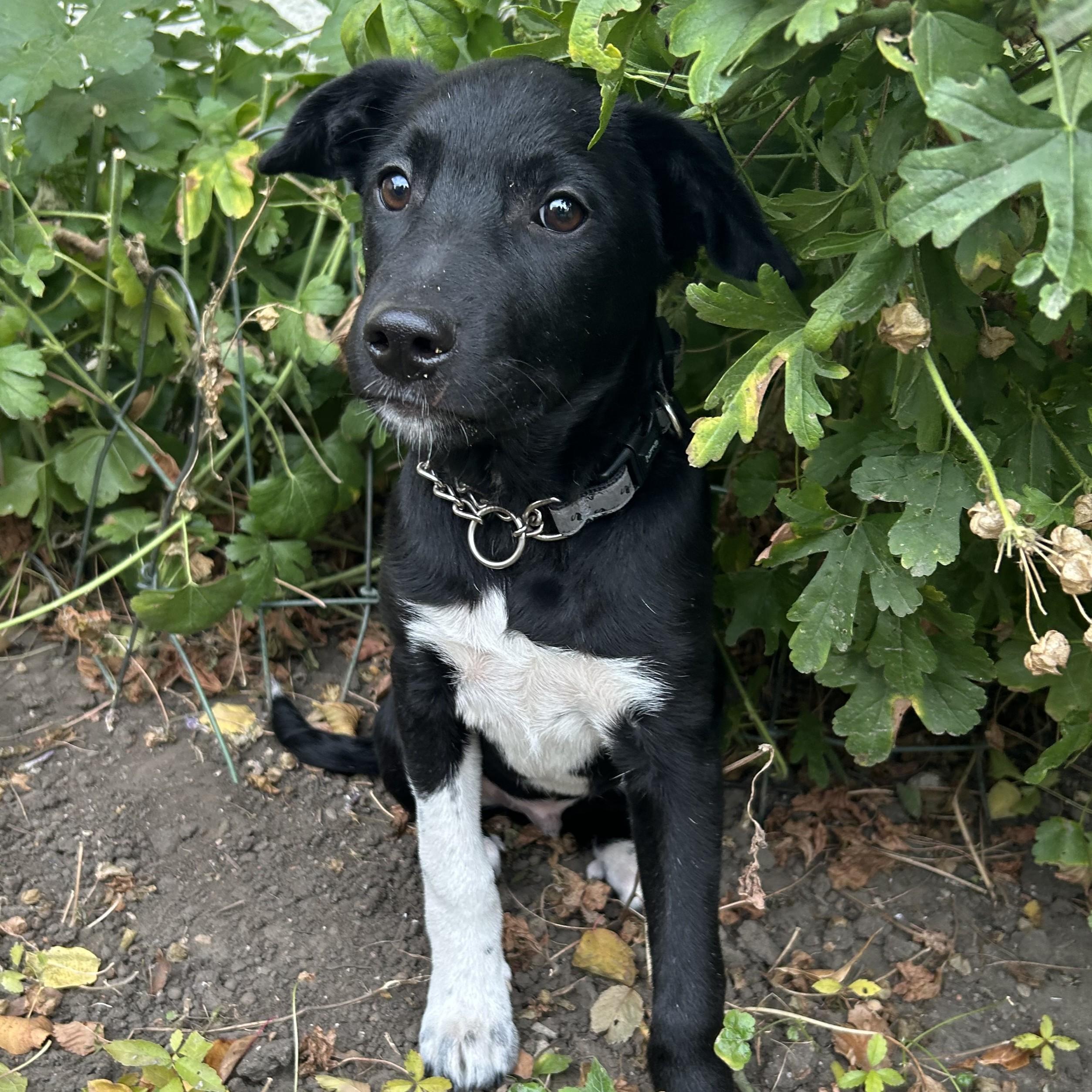 Teddy, a Adoptable Mixed Breed in Saskatoon, SK image 2/6