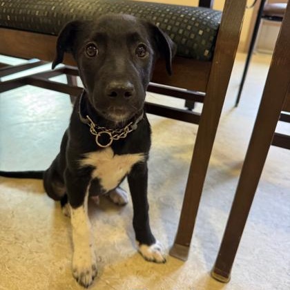 Teddy, a Adoptable Mixed Breed in Saskatoon, SK image 3/6