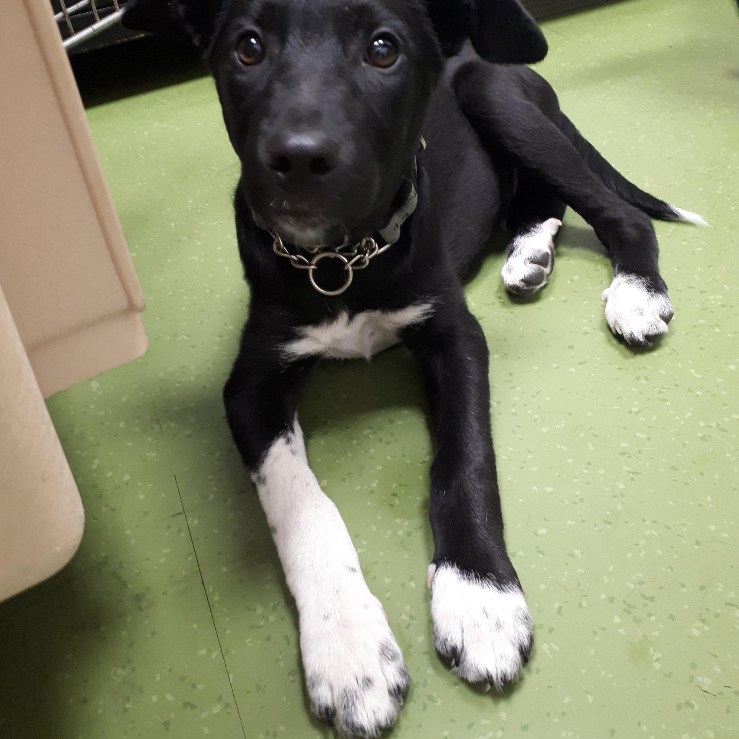 Teddy, a Adoptable Mixed Breed in Saskatoon, SK image 4/6