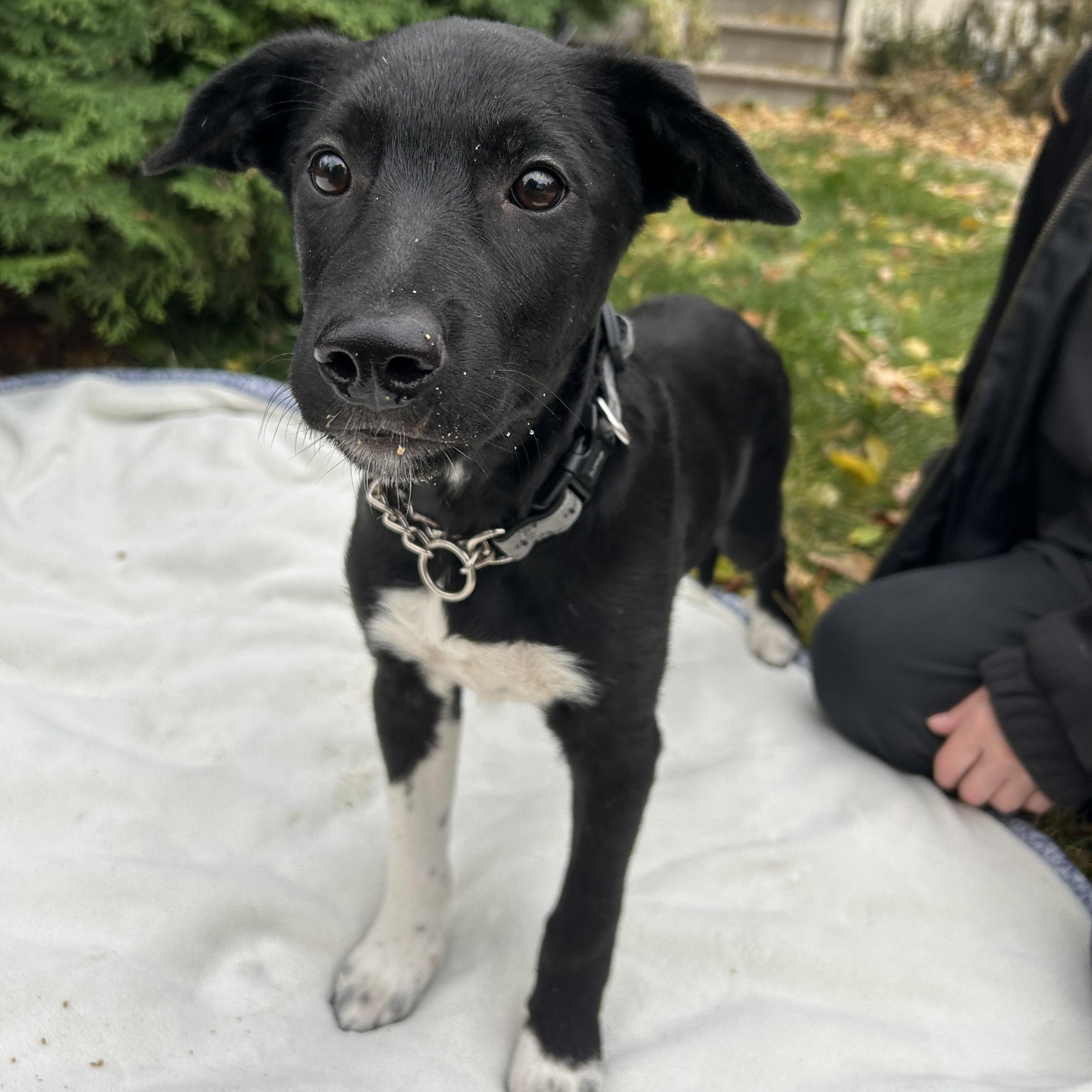 Teddy, a Adoptable Mixed Breed in Saskatoon, SK image 5/6