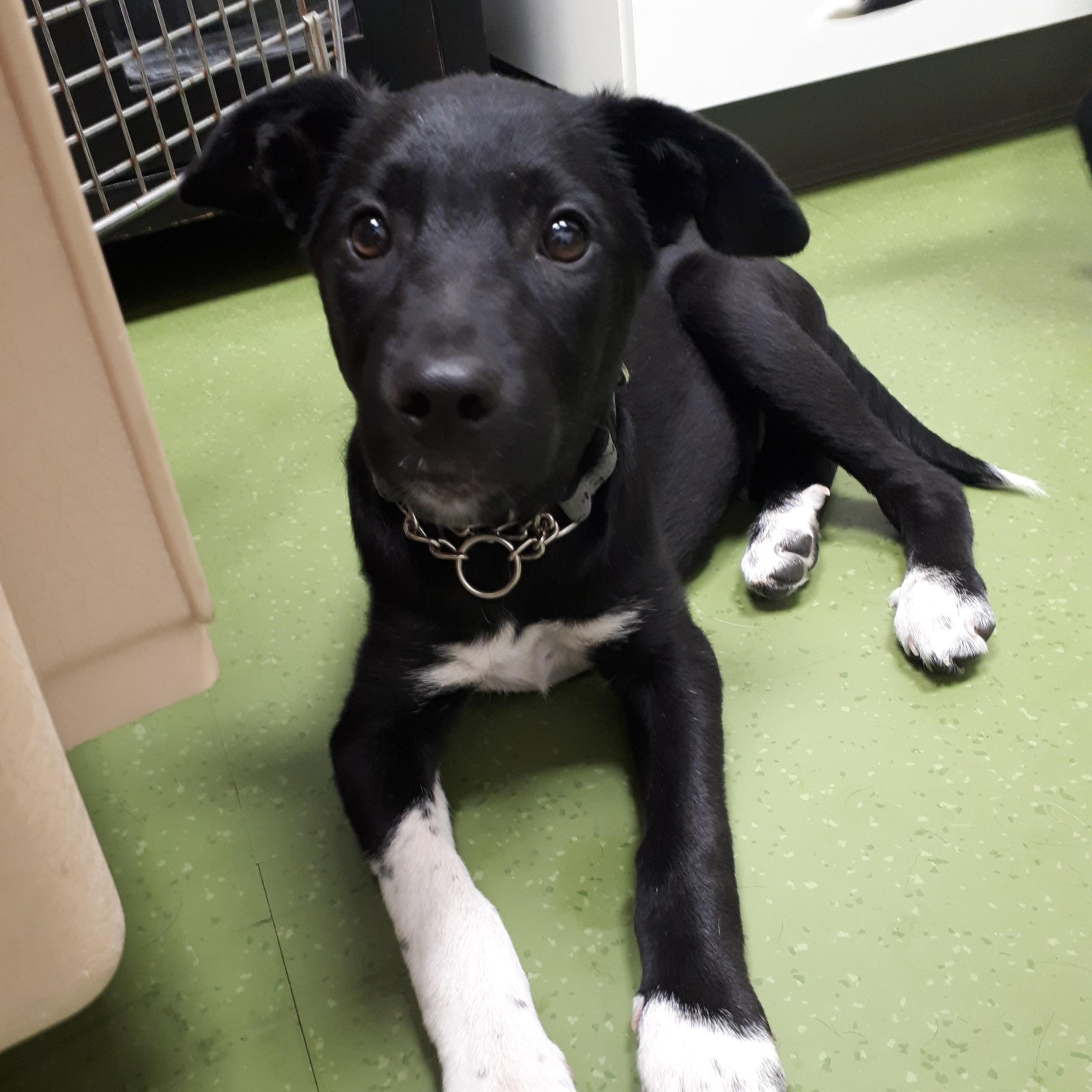 Teddy, a Adoptable Mixed Breed in Saskatoon, SK image 6/6