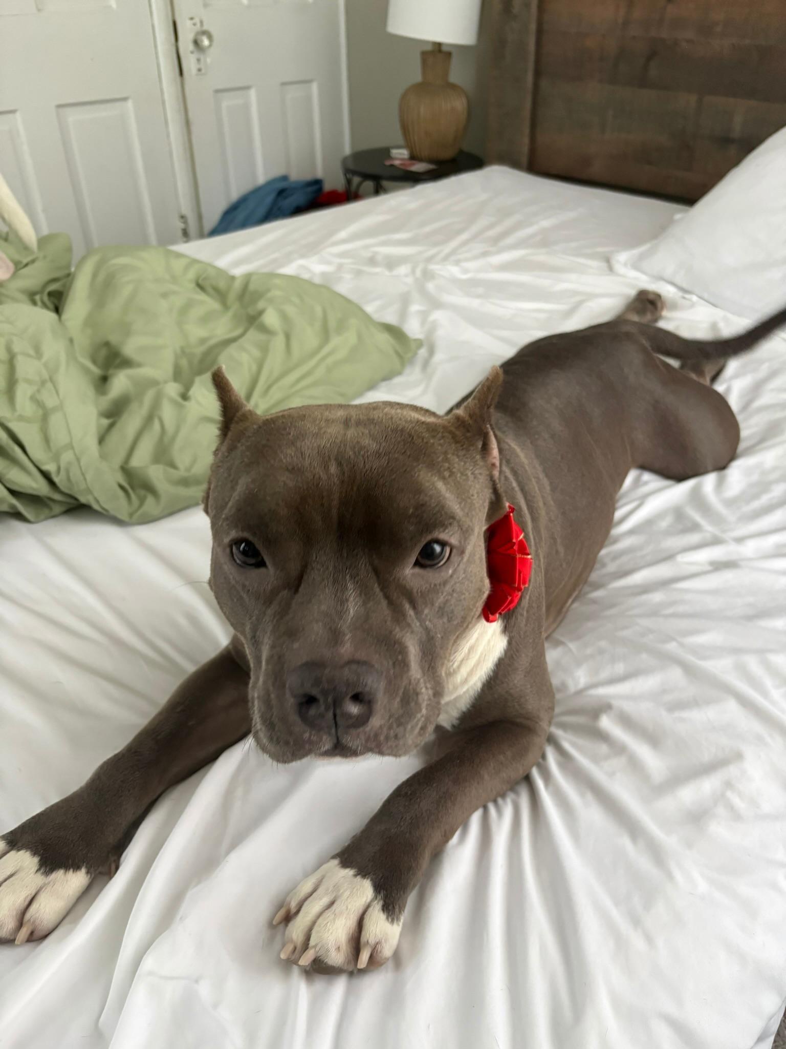 Christmas, an adopted Mixed Breed in Providence, RI image 2/5