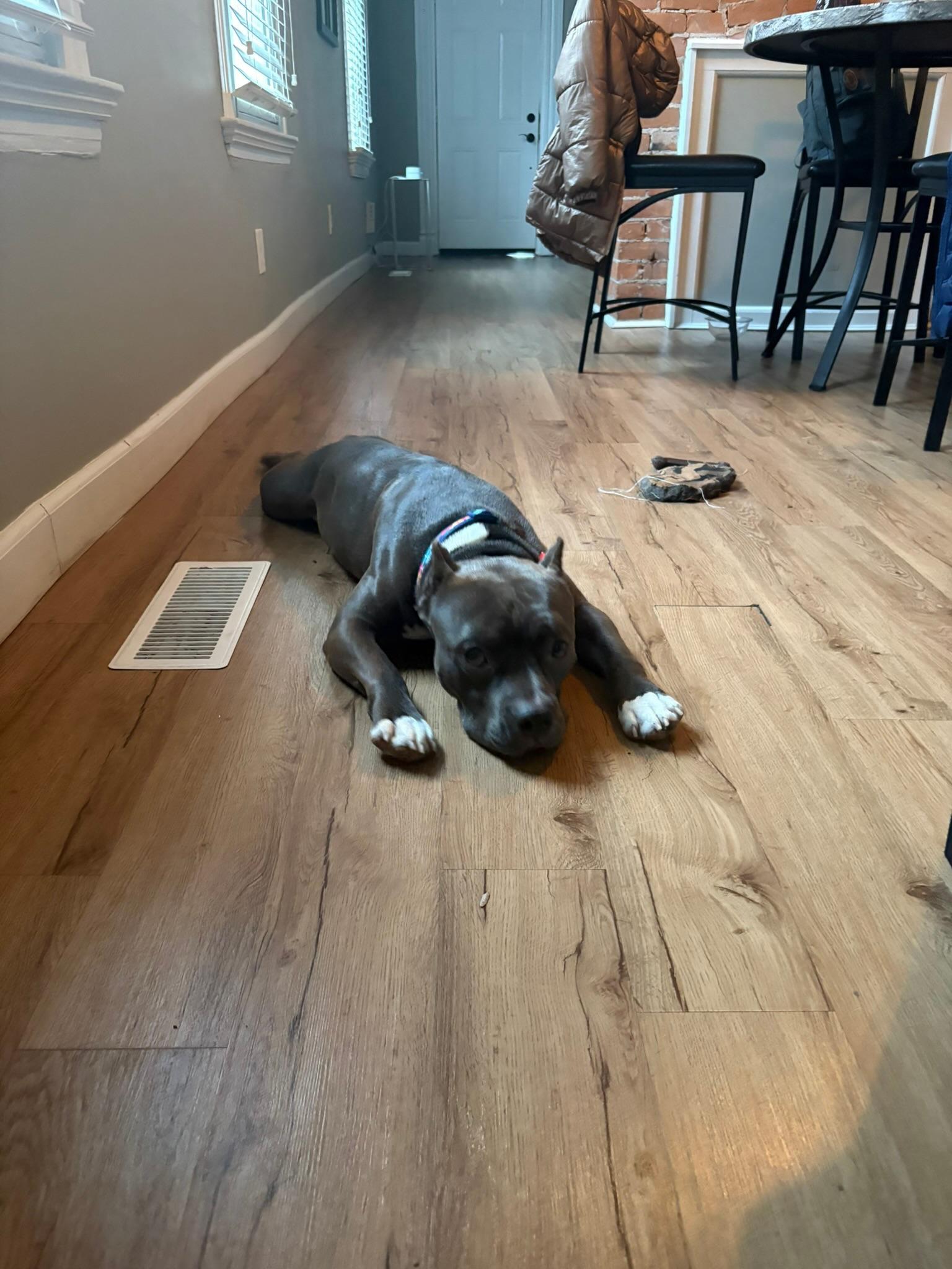 Christmas, an adopted Mixed Breed in Providence, RI image 5/5