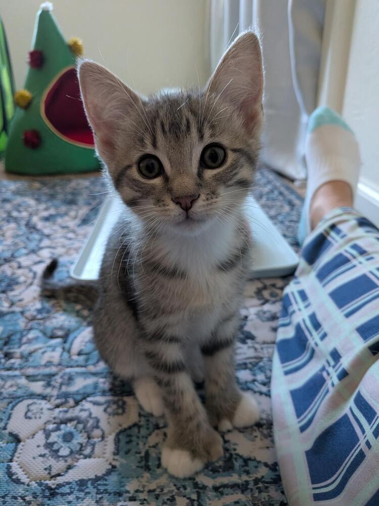 Enlarge Polly, a Adoptable Domestic Short Hair in Oceanside, CA image 1/5