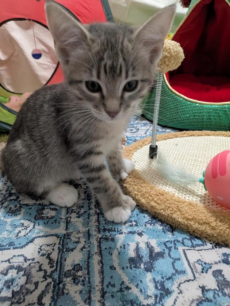 Enlarge Polly, a Adoptable Domestic Short Hair in Oceanside, CA image 2/5