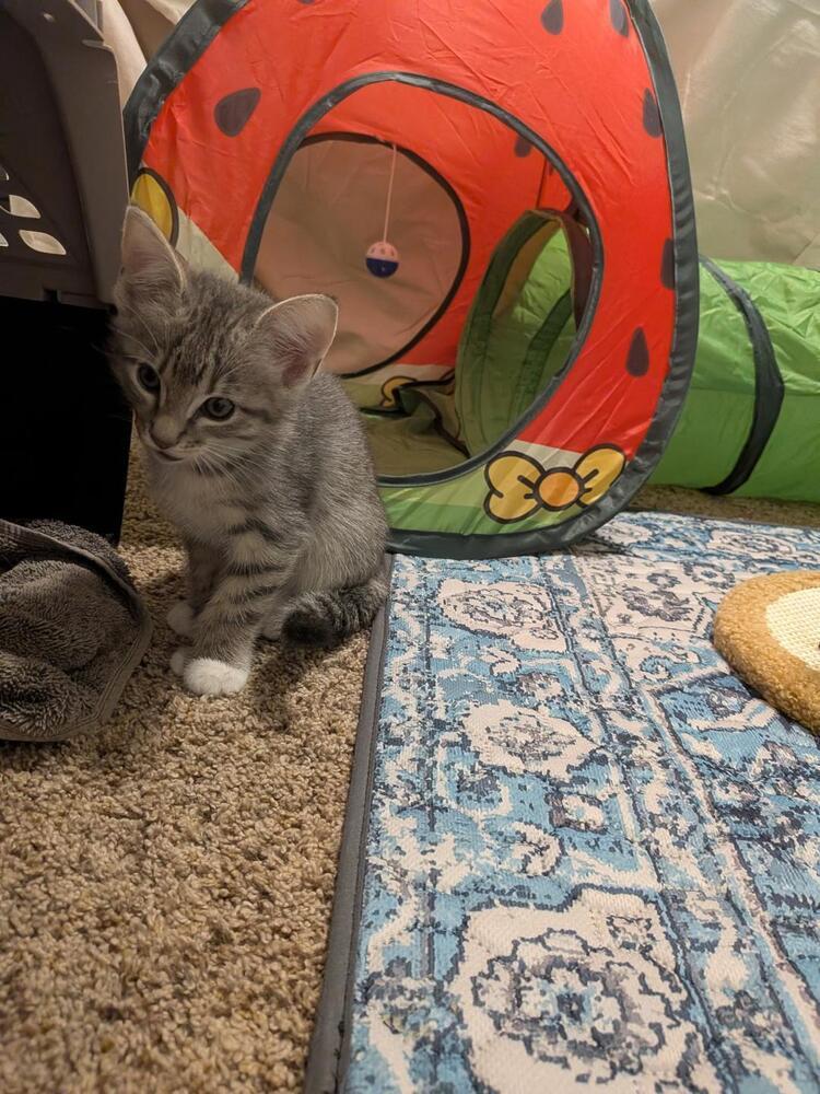 Enlarge Polly, a Adoptable Domestic Short Hair in Oceanside, CA image 3/5