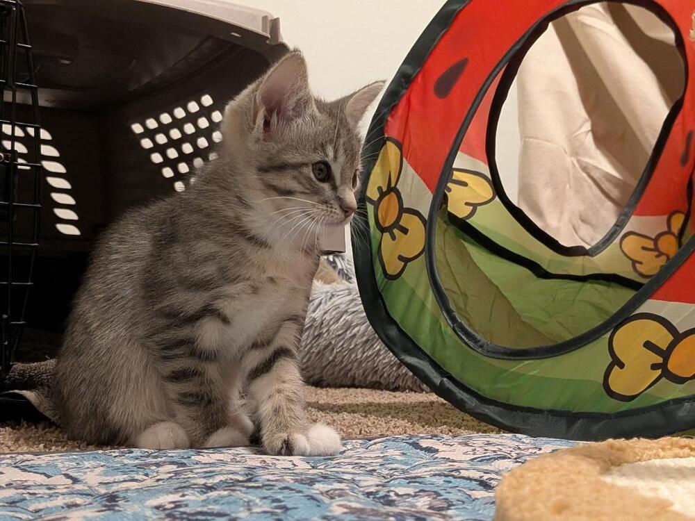 Enlarge Polly, a Adoptable Domestic Short Hair in Oceanside, CA image 4/5