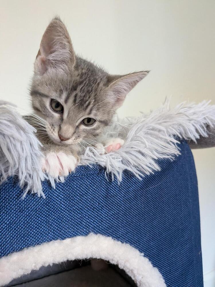 Enlarge Polly, a Adoptable Domestic Short Hair in Oceanside, CA image 5/5