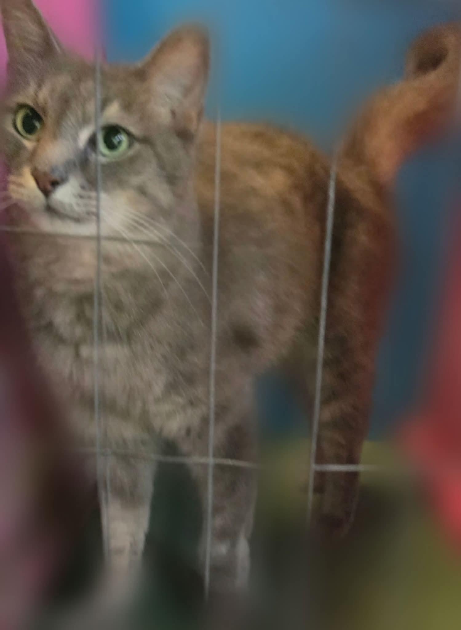 Enlarge DUSTY, a Adoptable Domestic Medium Hair in Silver Springs, FL image 3/3
