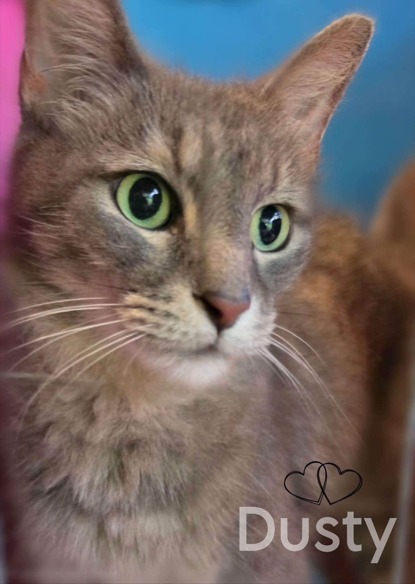 DUSTY, Adoptable, Adult Male Domestic Medium Hair.