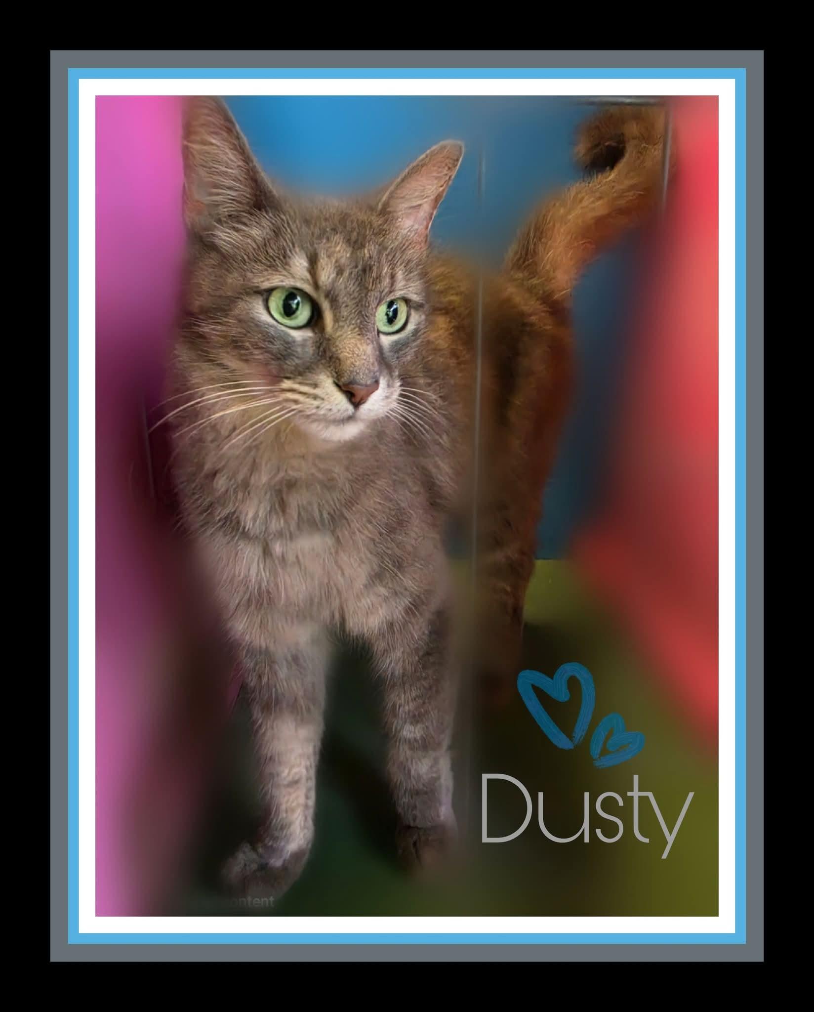 Enlarge DUSTY, a Adoptable Domestic Medium Hair in Silver Springs, FL image 2/3