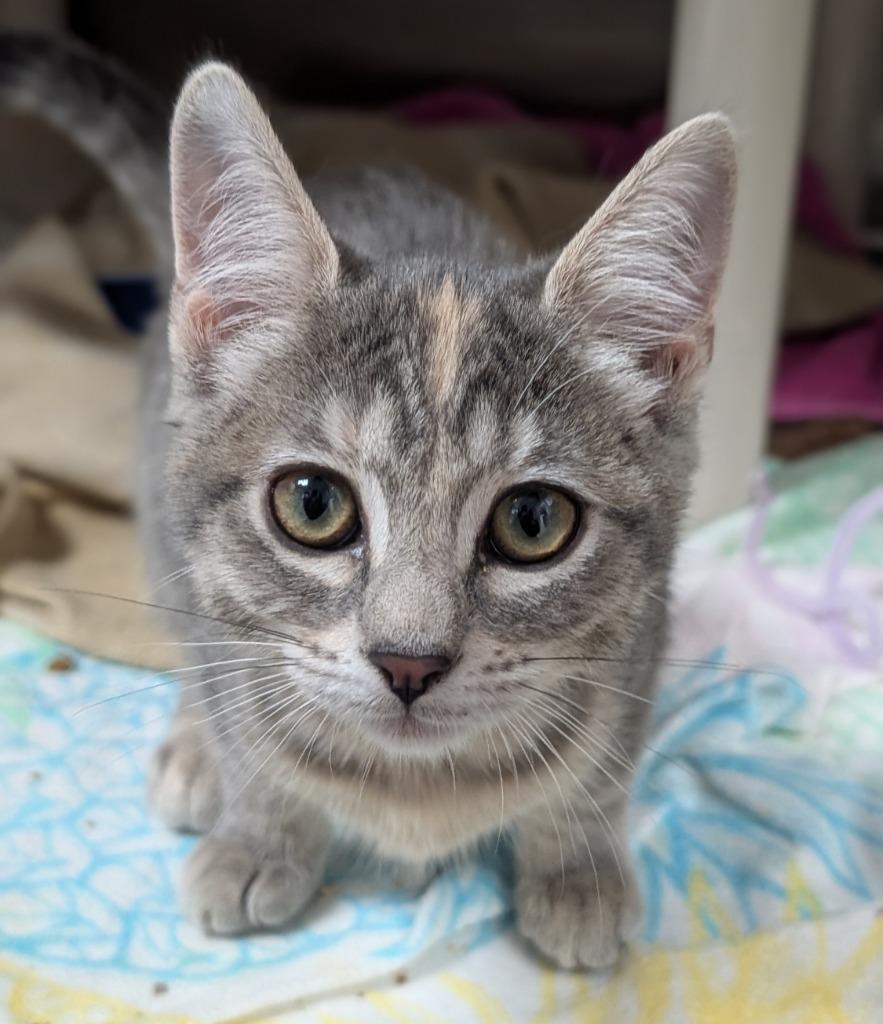Enlarge Emily (and Anne), a Adoptable mixed breed in Shoreline, WA image 1/6
