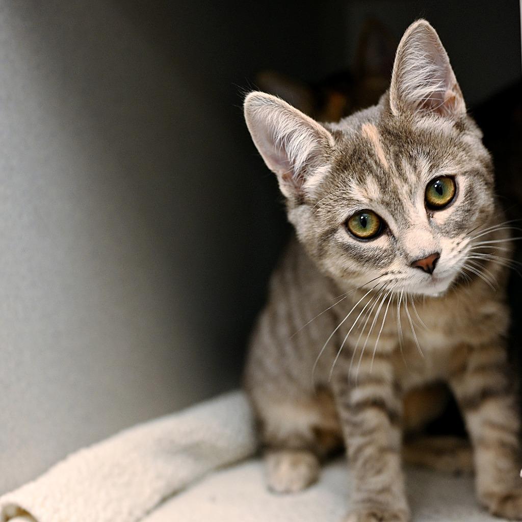 Enlarge Emily (and Anne), a Adoptable mixed breed in Shoreline, WA image 4/6