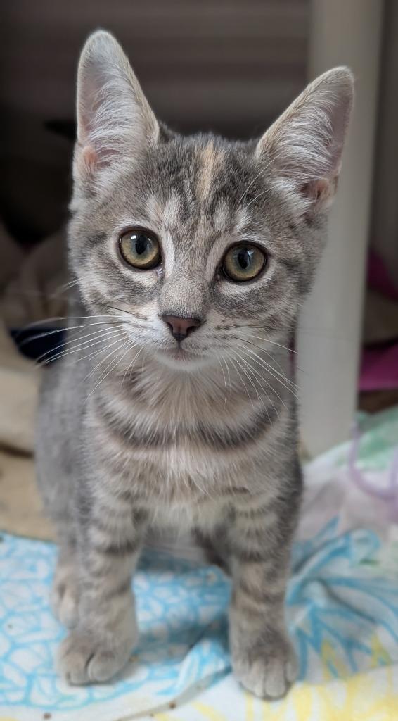 Enlarge Emily (and Anne), a Adoptable mixed breed in Shoreline, WA image 5/6