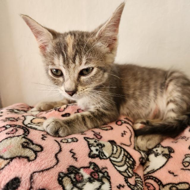 Enlarge Emily (and Anne), a Adoptable mixed breed in Shoreline, WA image 6/6