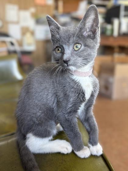 Newt, Adoptable, Kitten Female Domestic Short Hair & Domestic Short Hair.