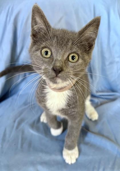 Enlarge Newt, a Adoptable mixed breed in Wilkesboro, NC image 2/3