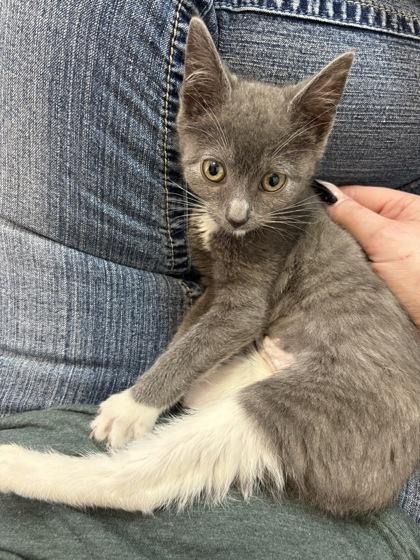 Enlarge Newt, a Adoptable mixed breed in Wilkesboro, NC image 3/3