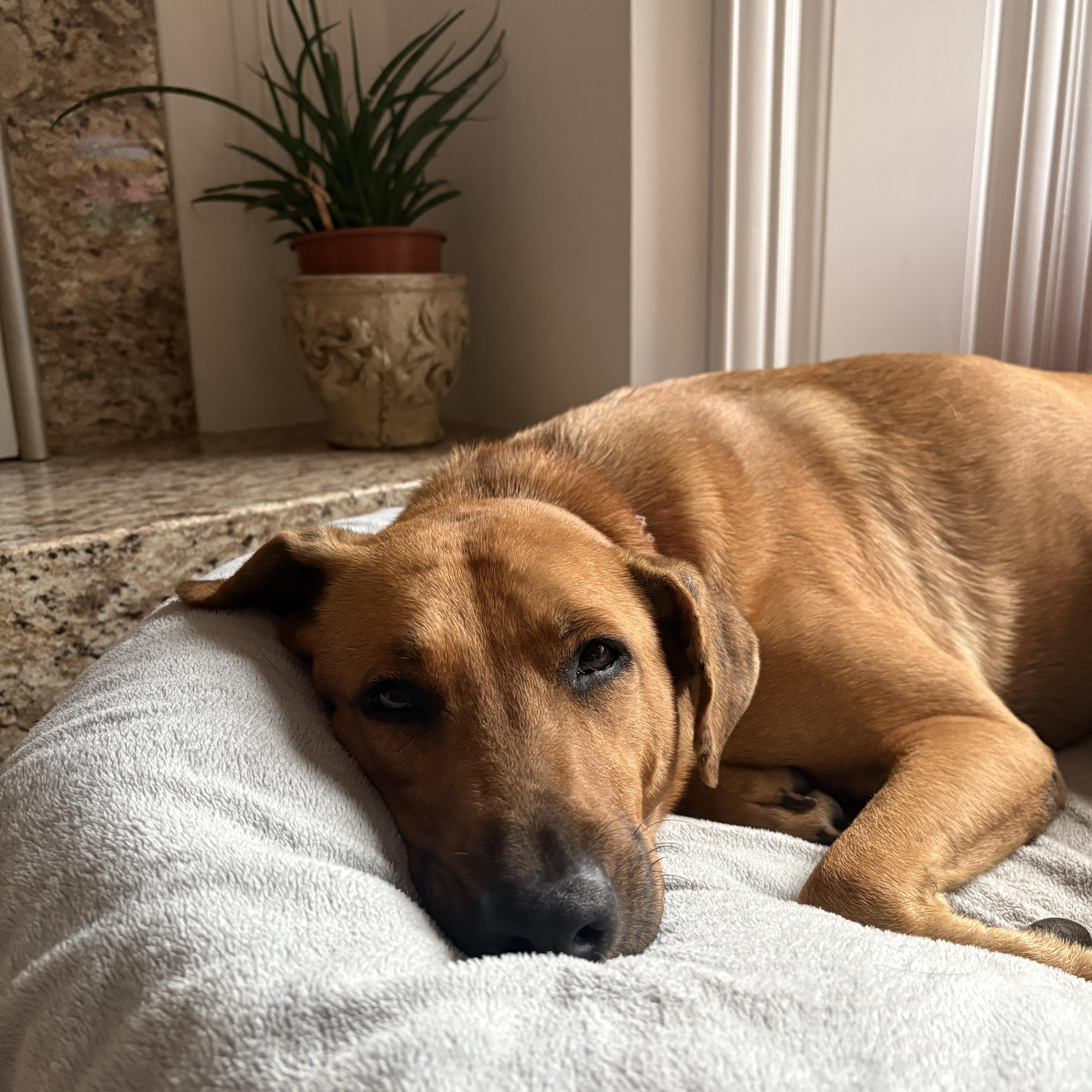 Flower, a ADOPTABLE Mixed Breed in Uxbridge, ON image 1/3