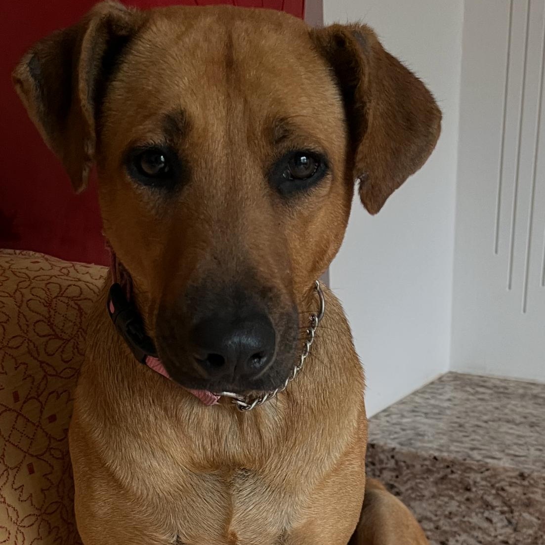 Flower, a ADOPTABLE Mixed Breed in Uxbridge, ON image 2/3
