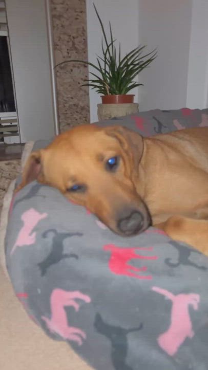 Enlarge Flower, a ADOPTABLE Mixed Breed in Uxbridge, ON video 3/3